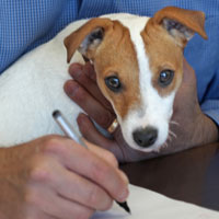 Pet Portrait writing to You